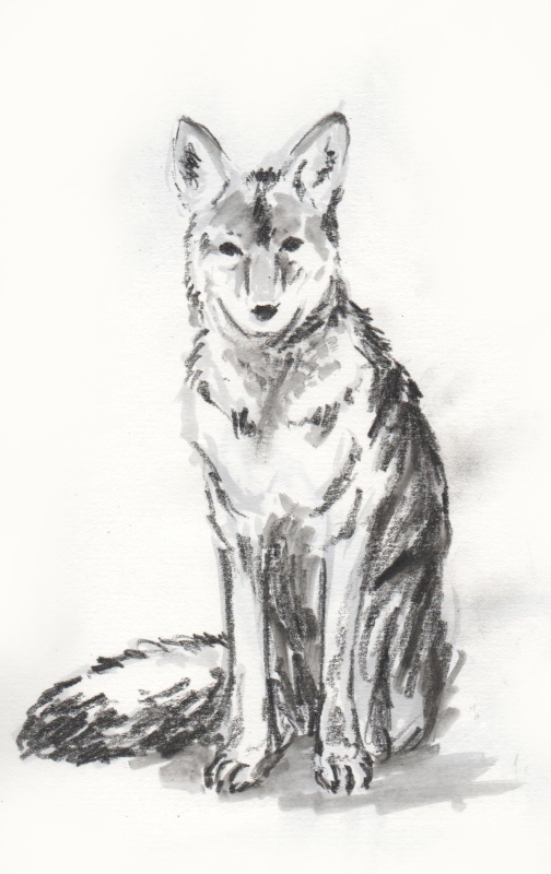 Coyote