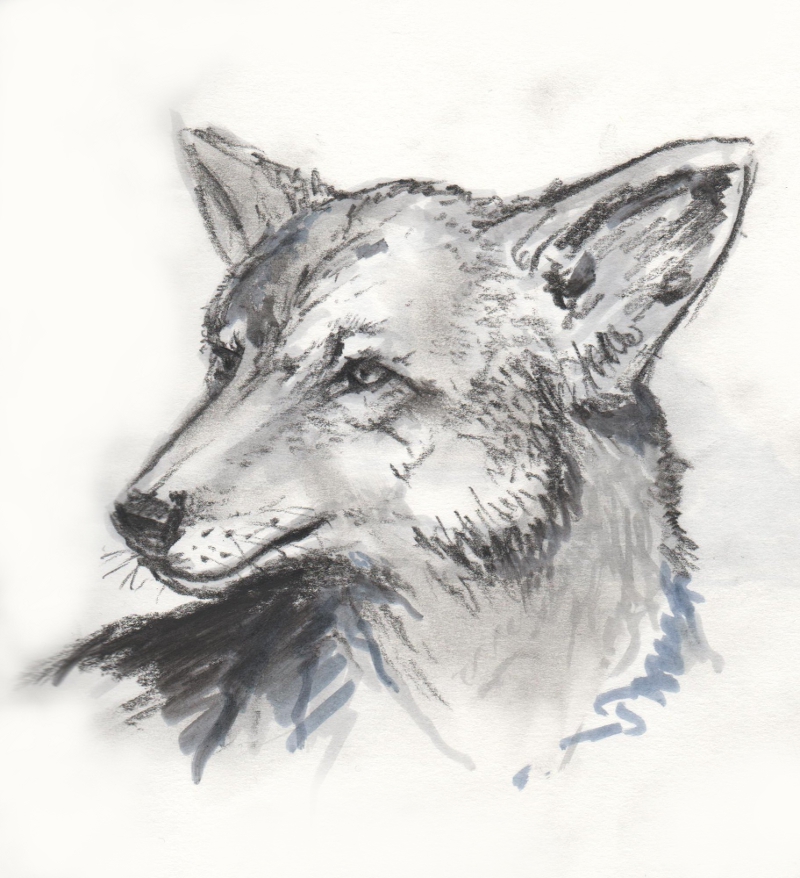 Coyote