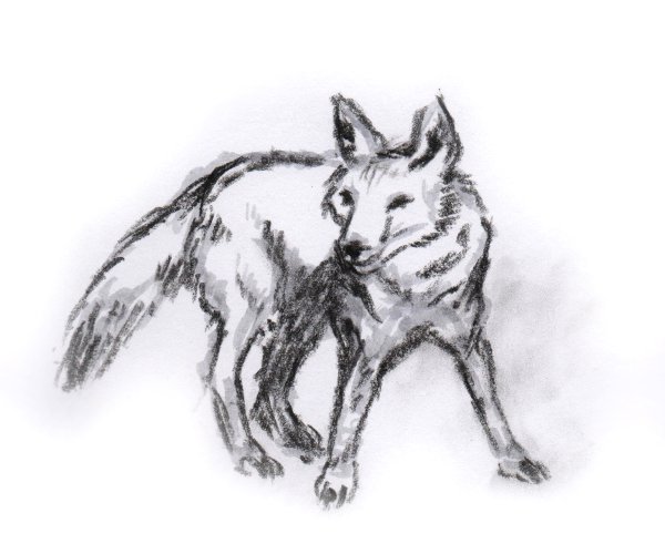 Coyote 3
